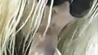 A ninfomaníaca enlou ...